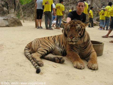 Man petting a tiger lying on sandy ground, visitors in yellow shirts around