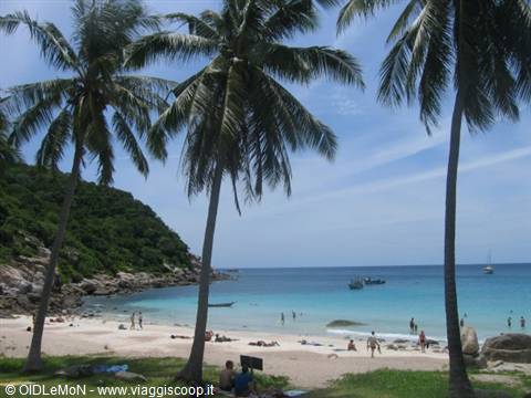 Palm trees over tropical beach, swimmers and boats in turquoise water