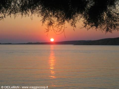 Low sun reflected on calm sea framed by dark tamarisk branches