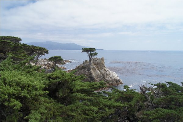 17-miles road - Lonely cypress