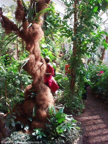 Butterfly house - Burggarten gardens