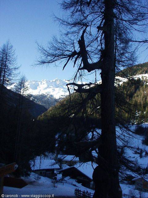 One of the two-thousand-year-old larches