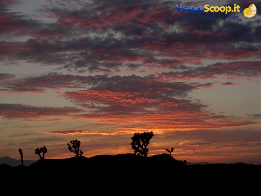 Sunset at Joshua Tree N.P.