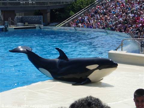 SeaWorld San Diego - the orcas