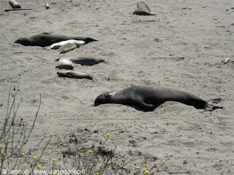 Elephant seals at Pedras Blancas