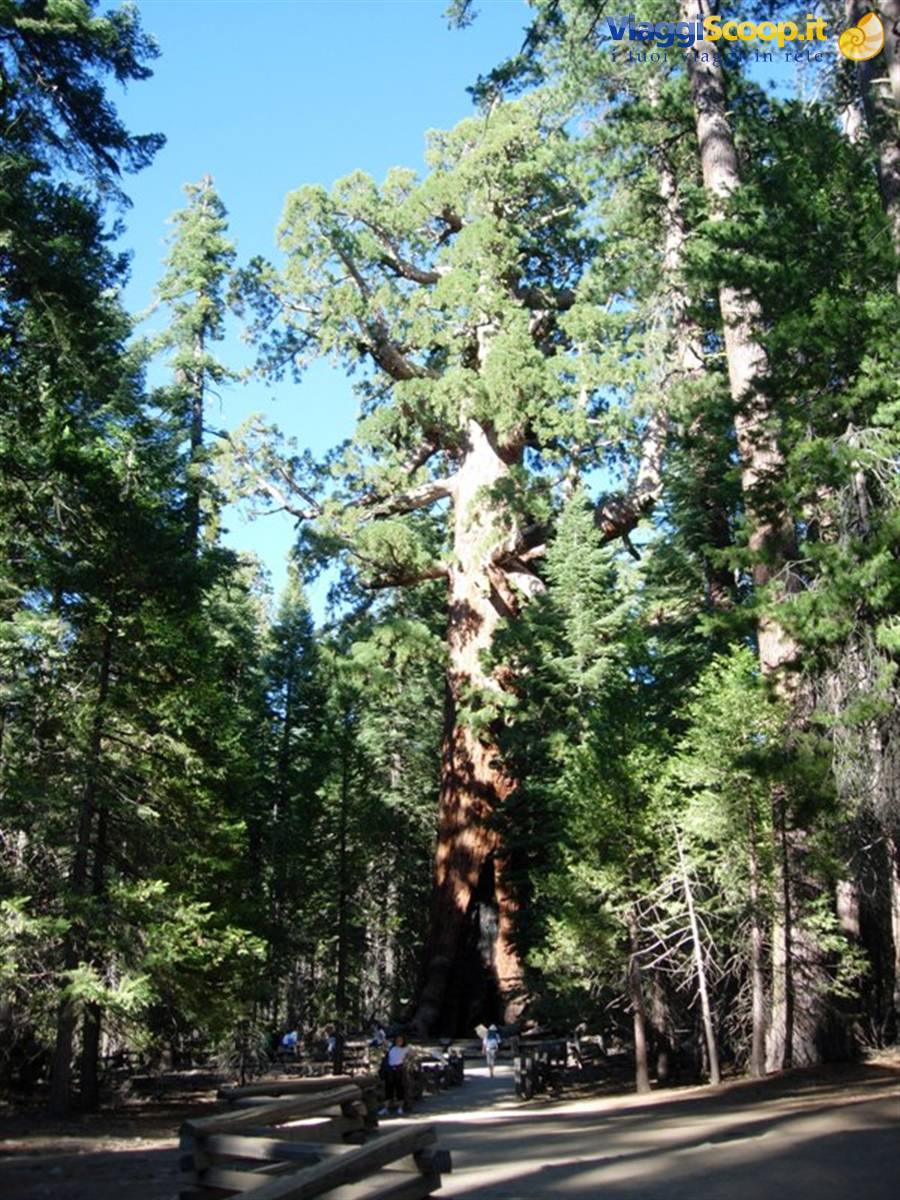 Grizzly giant - Yosemite