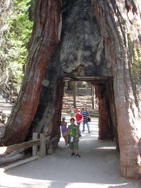 Sequoia in Yosemite