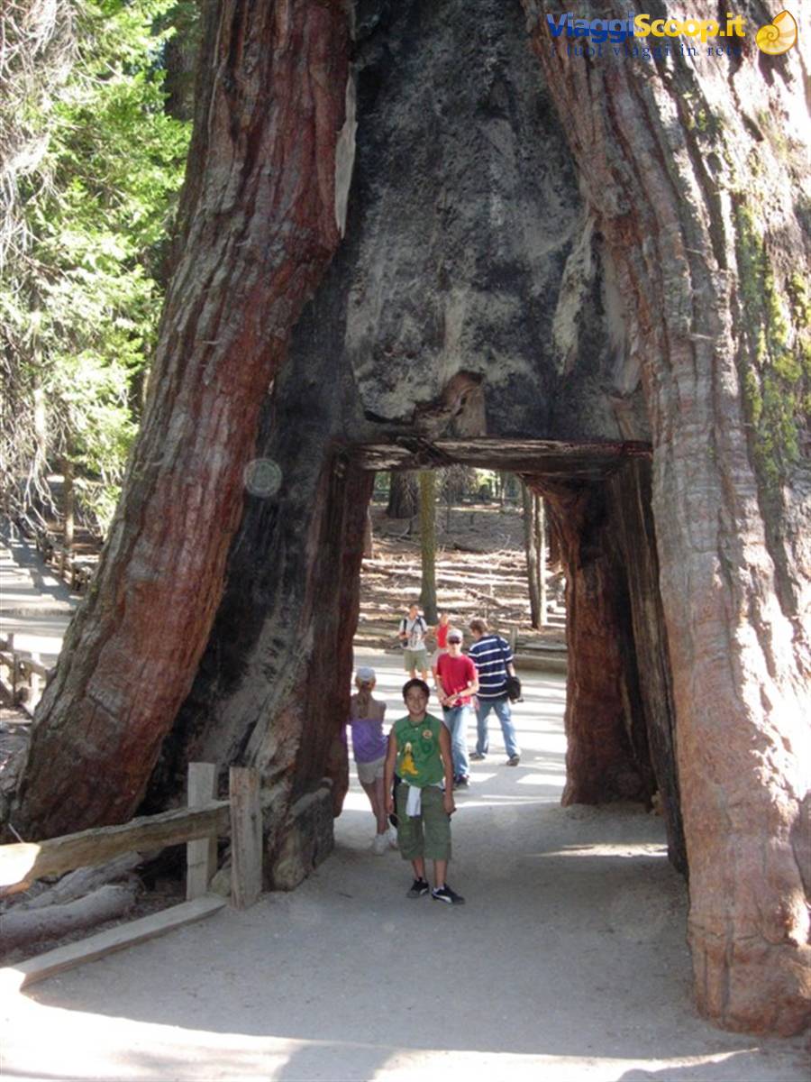 Sequoia in Yosemite
