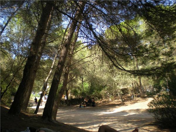 Pine grove cala Mitjana
