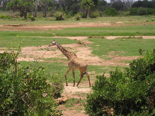 Giraffe walking across grass and red dirt, green bushes in foreground