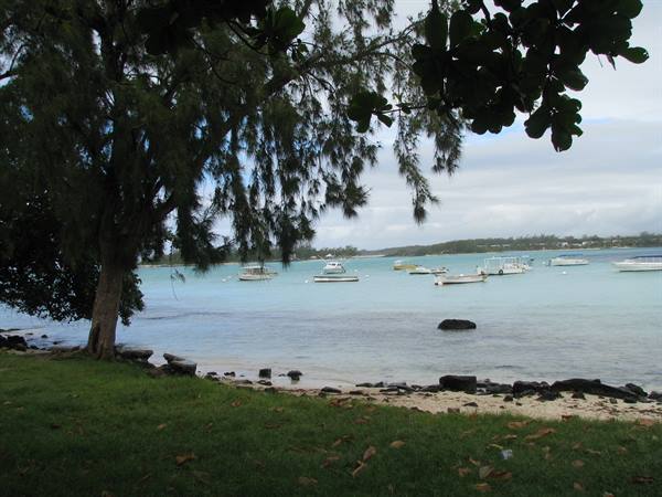 Tree on grassy shore, white boats anchored in turquoise bay, cloudy sky