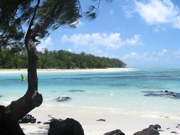 Wind-bent tree over turquoise lagoon, white sand and black rocks