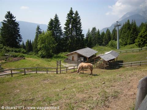 Horse grazing beside a wooden mountain hut