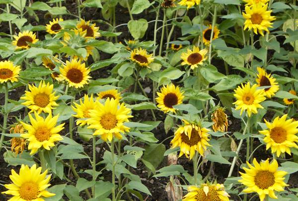 Field of bright yellow sunflowers blooming among green leaves and dark soil