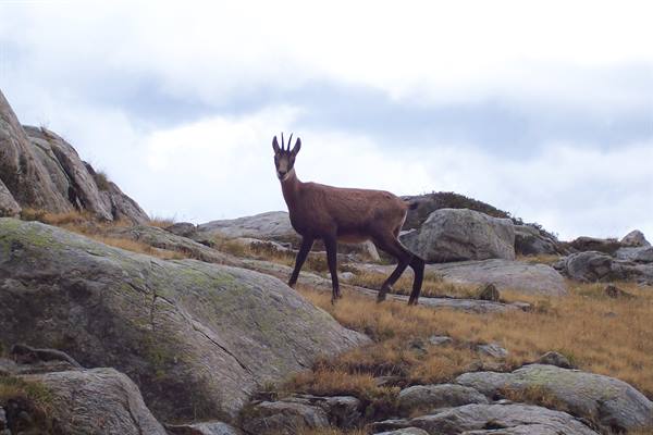Chamois standing among granite rocks and dry grass under cloudy sky