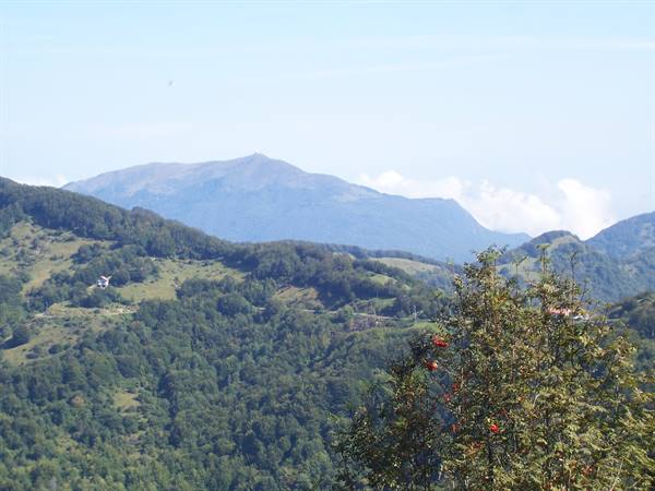 Green forested hills under blue sky, a berry tree in the foreground