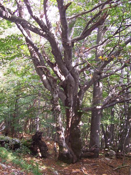 Old gnarled beech tree in a forest with filtered sunlight