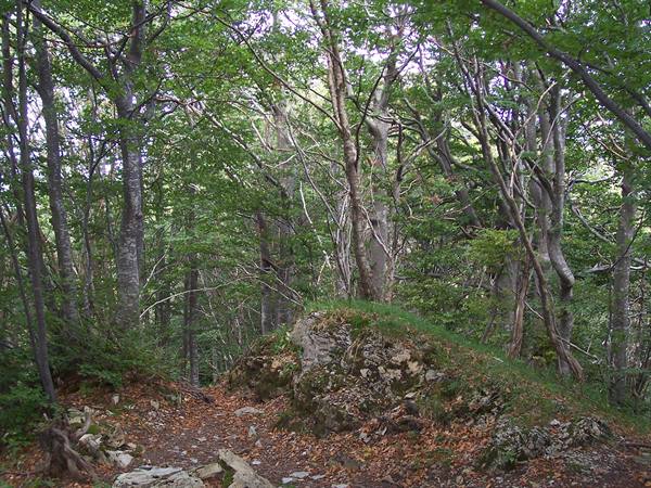 Rocky path winding through a green beech forest on the mountain
