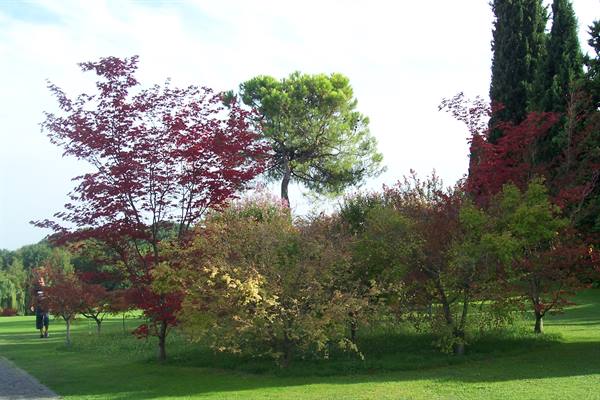 Trees with red and green leaves in a park, person walking on the left