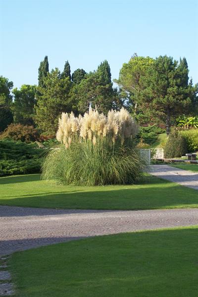 Blooming pampas grass at the center of a curved park path