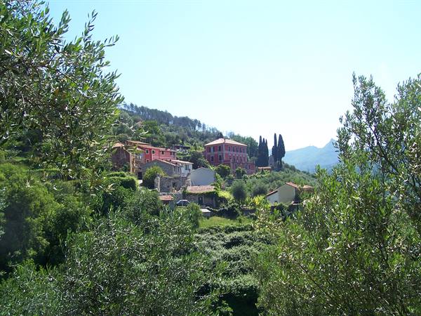 Hillside village with pink houses among olive trees and cypresses, midday light