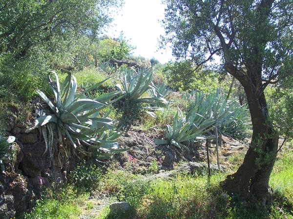 Agave plants among stone walls and trees on a sunny hillside