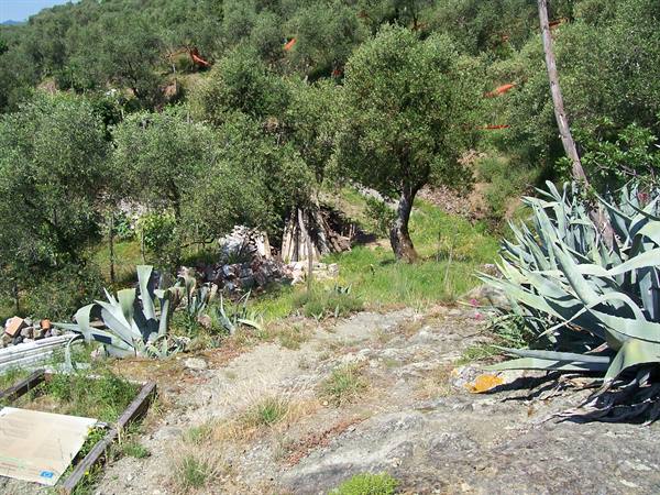Rocks and agave plants on a slope with olive trees and woodpile