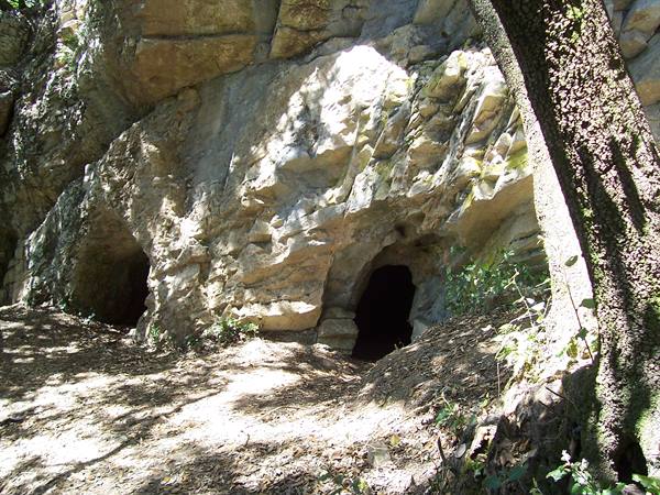 Caves carved in limestone rock, sunlight through foliage, tree trunk in foreground