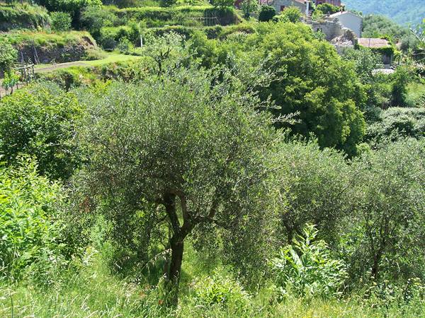 Terraced olive grove on green hillside, stone farmhouses among trees