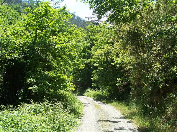 Dirt road winding through green trees in bright summer light