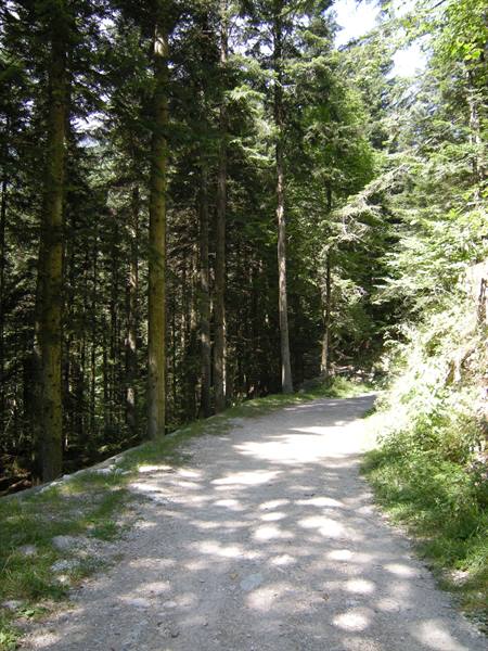 path to the deer enclosure
