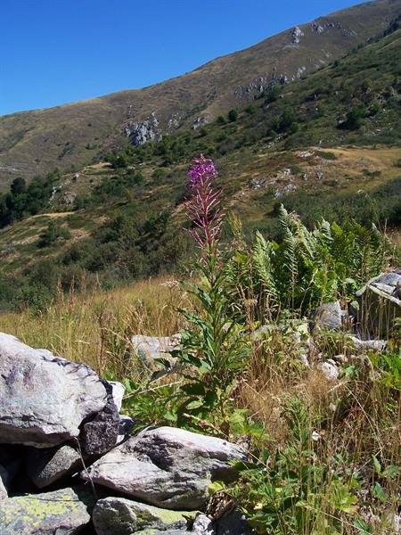 Purple flower among rocks and ferns on green mountains