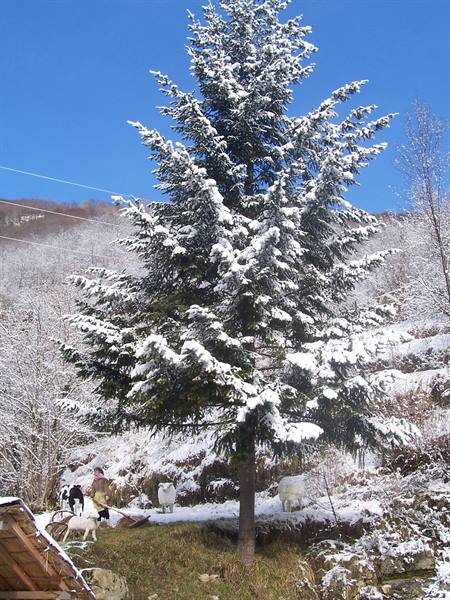 Snow-covered fir tree, farmer with oxen and grazing cows, blue sky