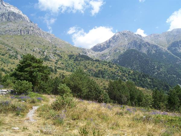 Grassy trail among conifers and rocky mountains under white clouds
