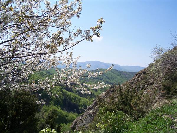 Blossoming branches in spring above green hills and mountains under blue sky
