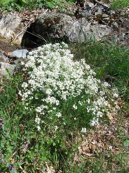 Wild white flowering shrub among mossy rocks and green grass in sunlight
