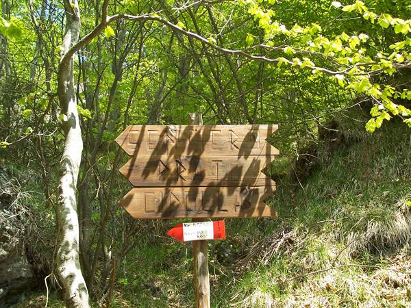 Wooden directional arrow signs on a post in a sunlit green forest