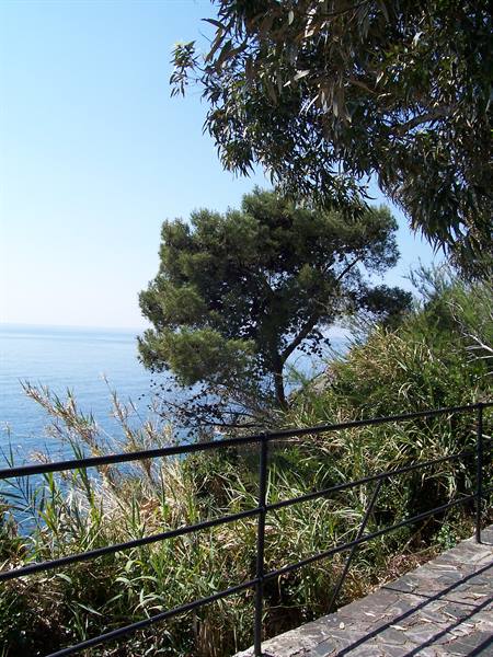 Seaside walkway with black railing, pines and reeds under the sun
