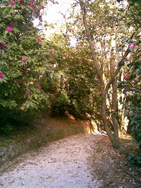 White gravel path among flowering trees and pink azaleas