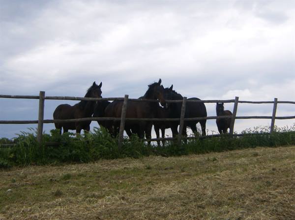 Dark horses gathered behind a wooden fence under a cloudy sky