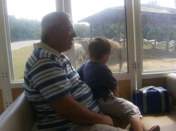 Man and child watching horses from a safari park train