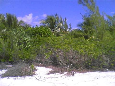 White sand in front of palm trees and green bushes under blue sky
