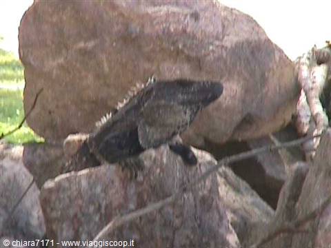 Dark iguana resting on grey rocks in natural sunlight