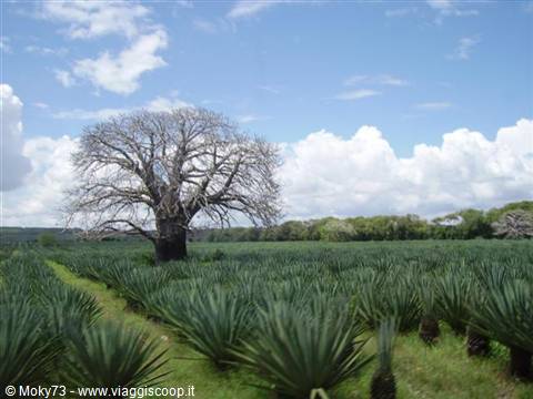 Agave plantation with a baobab in the centre