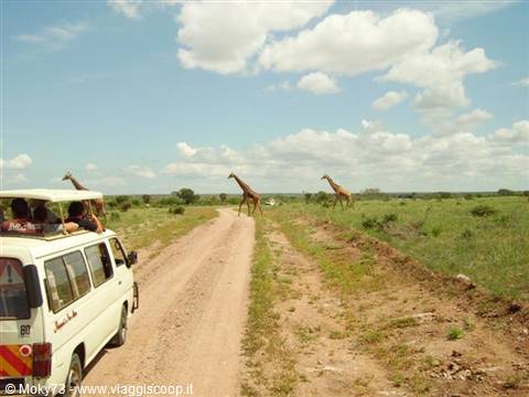 Tourists on a minibus photograph three giraffes crossing the dirt track