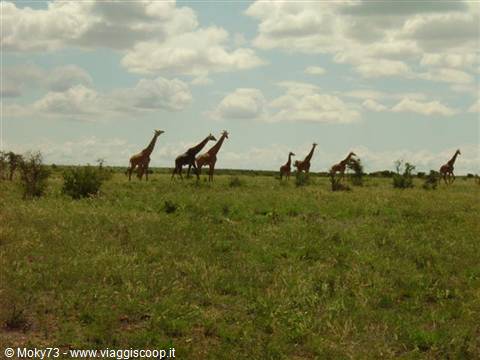 Herd of giraffes walking among bushes on grassy savanna under white clouds