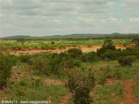Impalas grazing in savanna bushes and red soil under white clouds