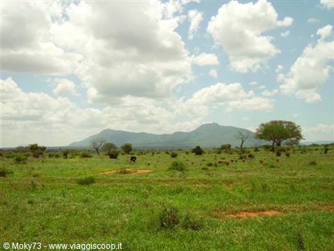 Green savanna with scattered trees and mountains under white clouds