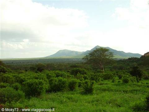 Green savanna with scattered trees and mountains in the background, Tsavo