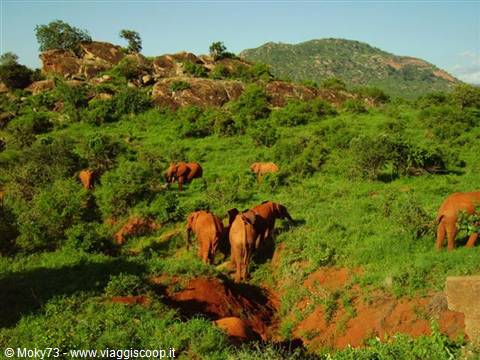 Red dust elephants walking through green bush and rocky hills in Tsavo